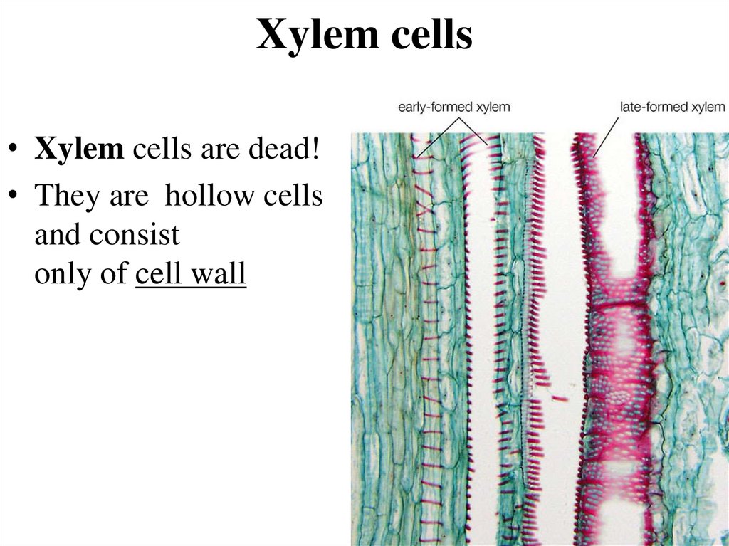 Xylem cells