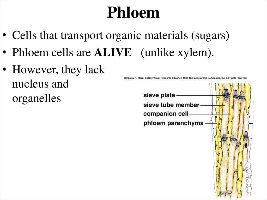 Phloem