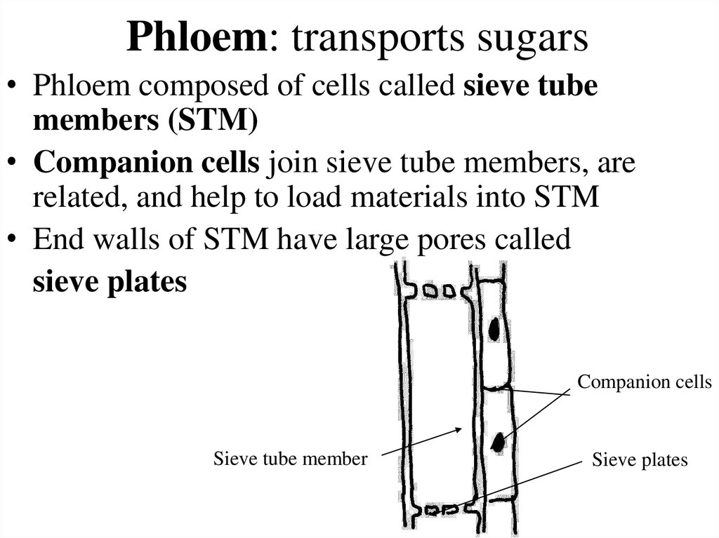 Phloem: transports sugars