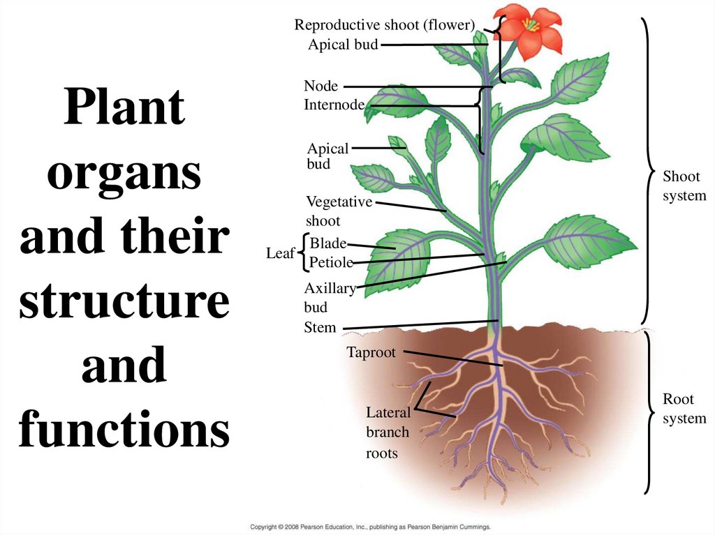 Plant organs and their structure and functions