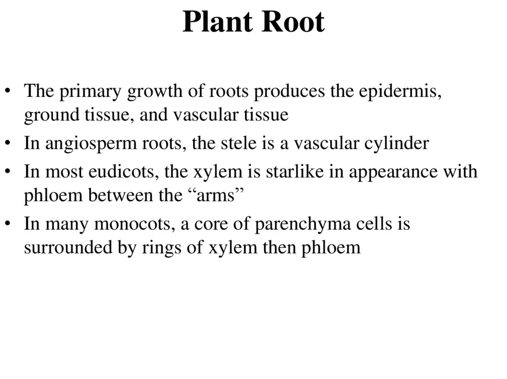 Plant Root
