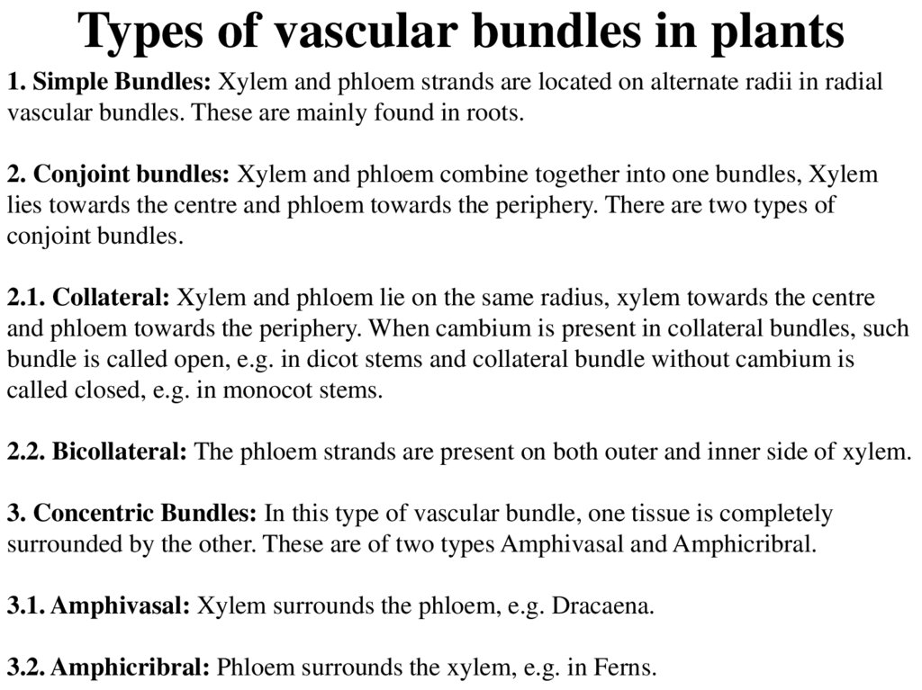 Types of vascular bundles in plants