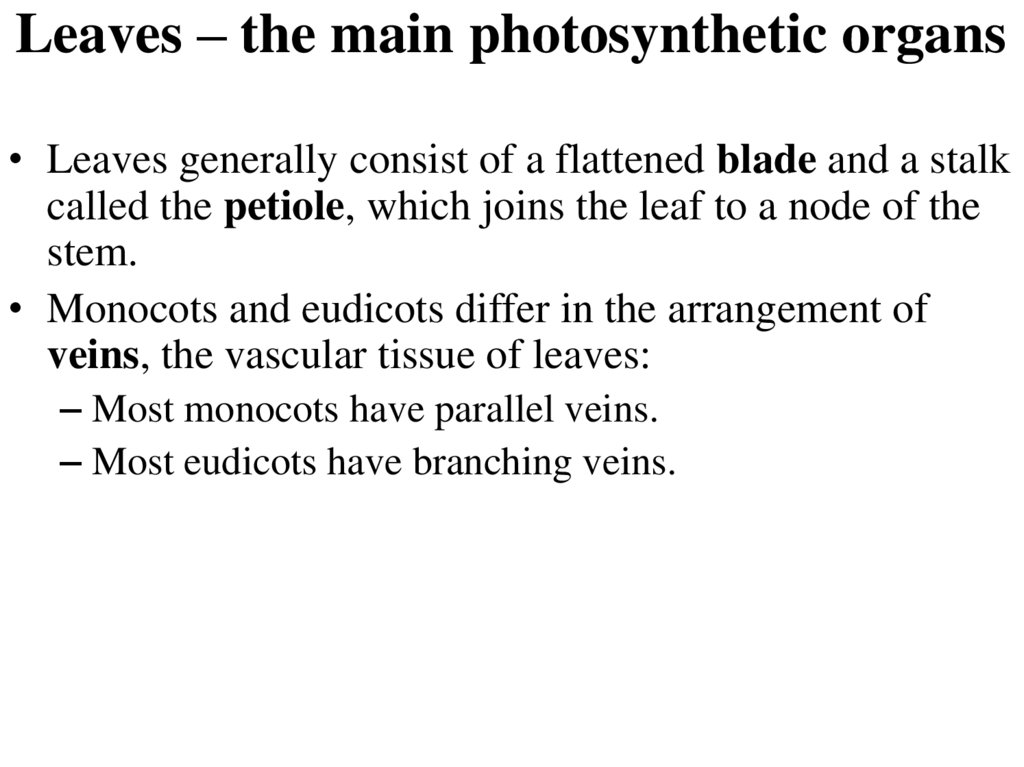 Leaves – the main photosynthetic organs
