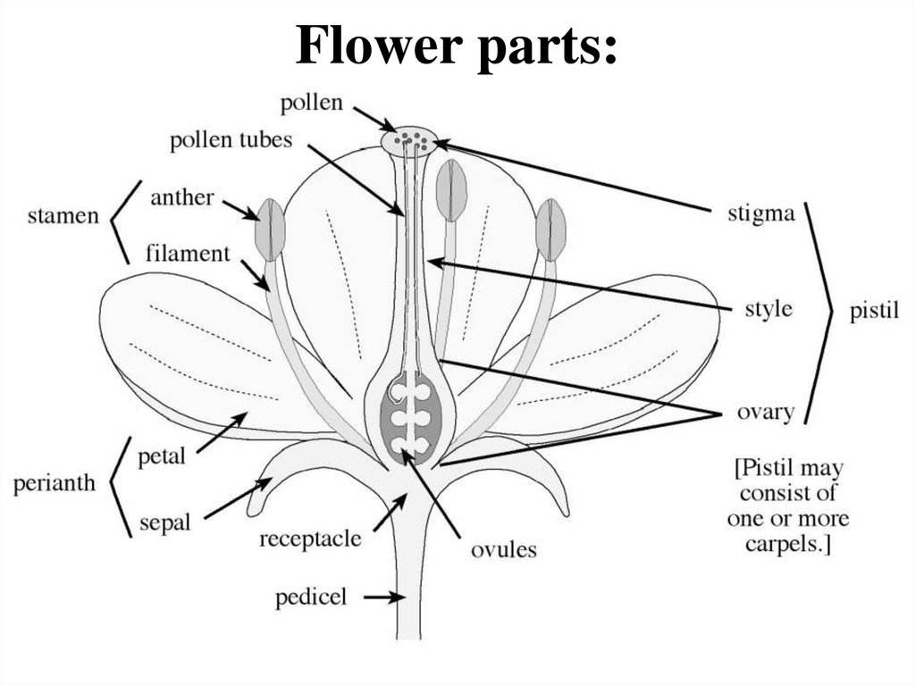Flower parts: