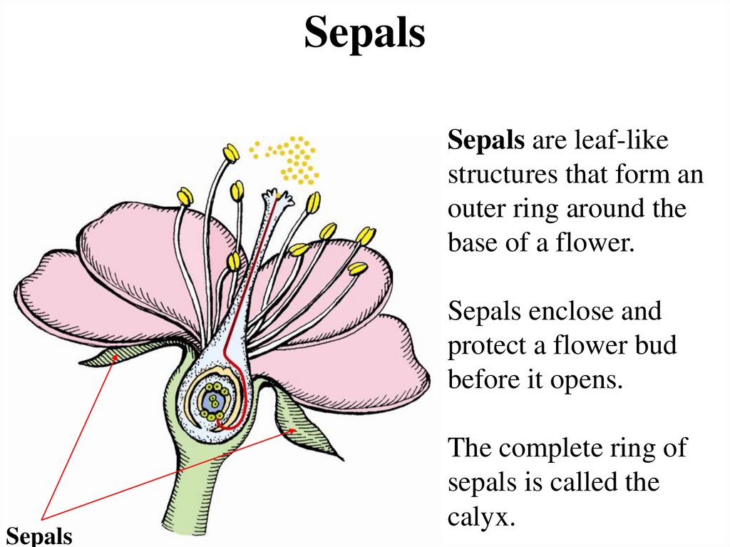 Sepals