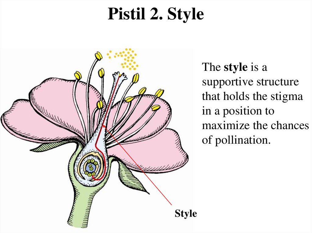 Pistil 2. Style