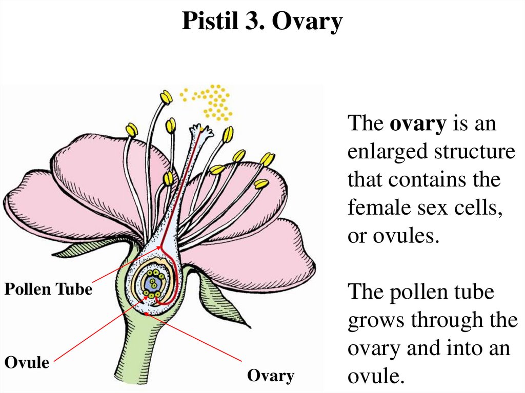 Pistil 3. Ovary