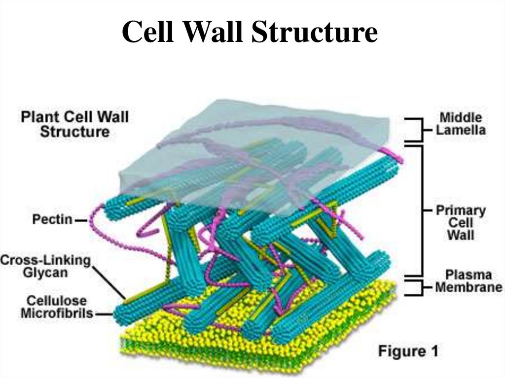 Cell Wall Structure