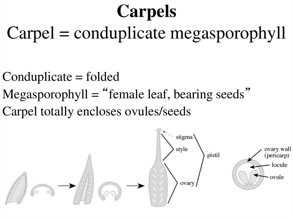 Carpels Carpel = conduplicate megasporophyll
