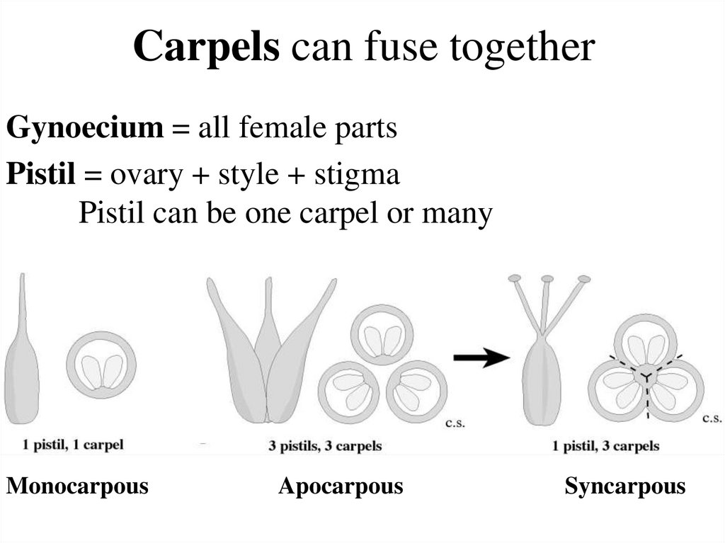 Carpels can fuse together