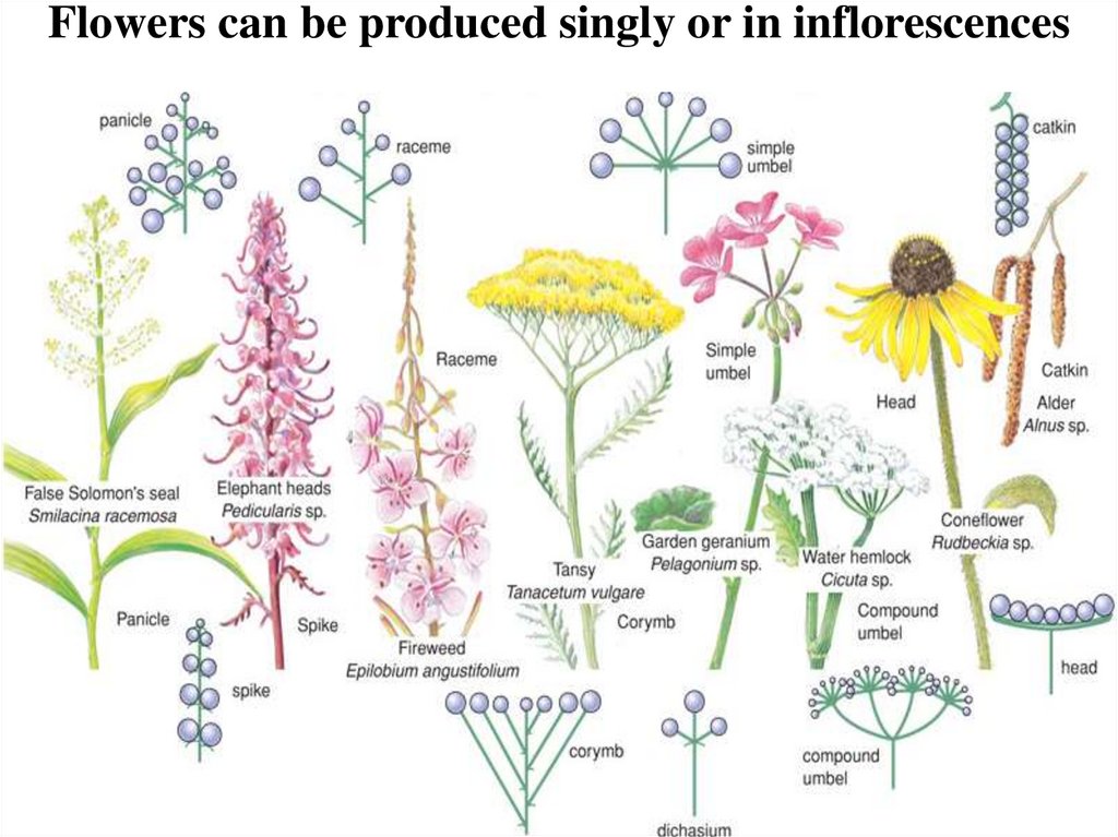 Flowers can be produced singly or in inflorescences