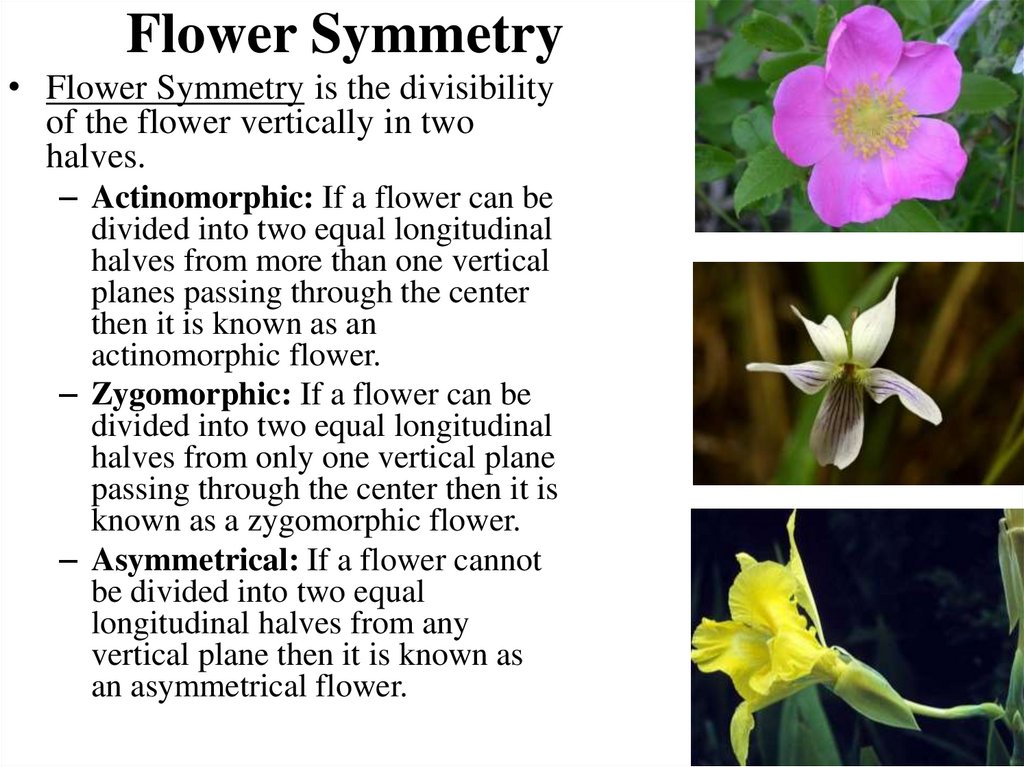 Flower Symmetry