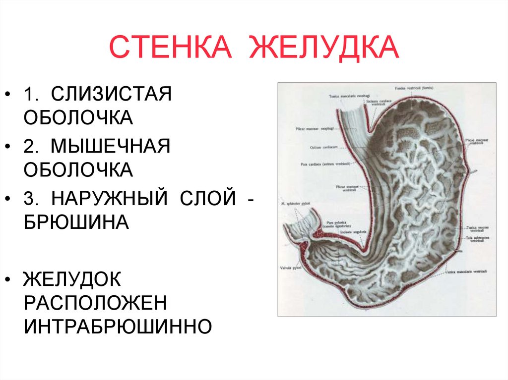 Желудок особенности строения. Оболочки стенки желудка. Характеристика желудка. Толщина стенки желудка.