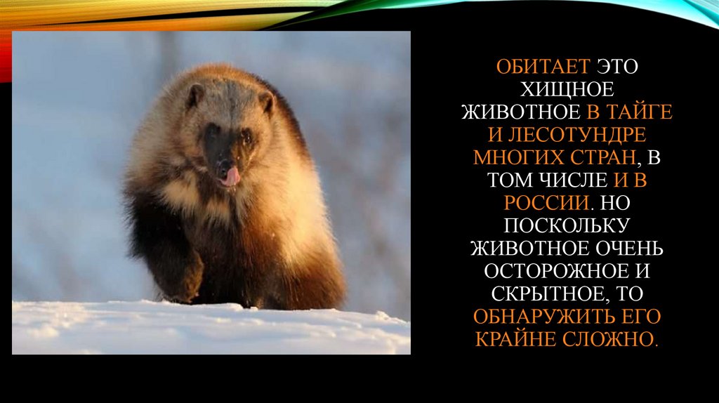 Росомаха - презентация онлайн