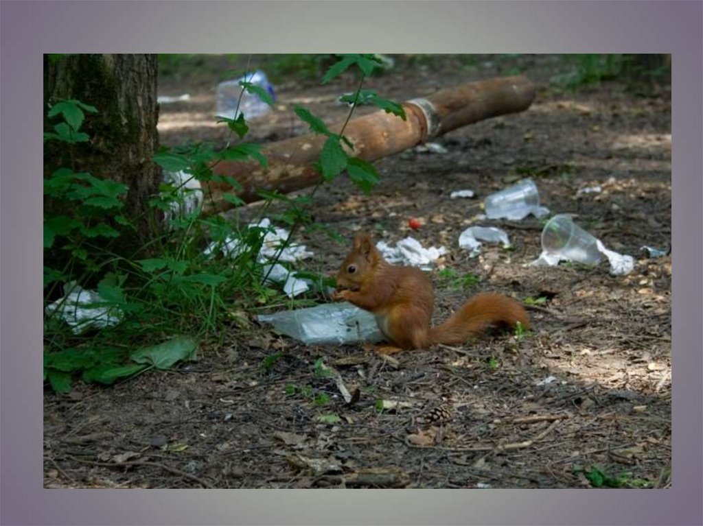 Белки связывают воду. Лесныежтвотные в мусоре. Загрязненный лес с животными.