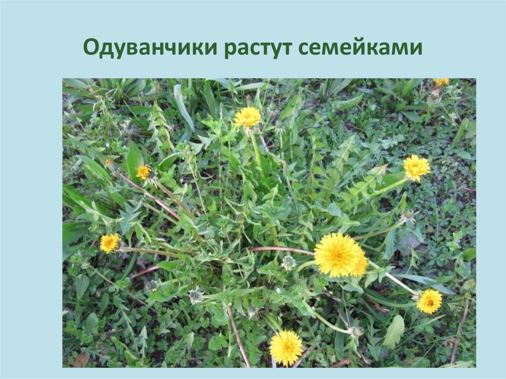 Как одуванчик становится. Где растет одуванчик. Психогимнастика одуванчики. Когда растут одуванчики. Одуванчики растут на Камне.