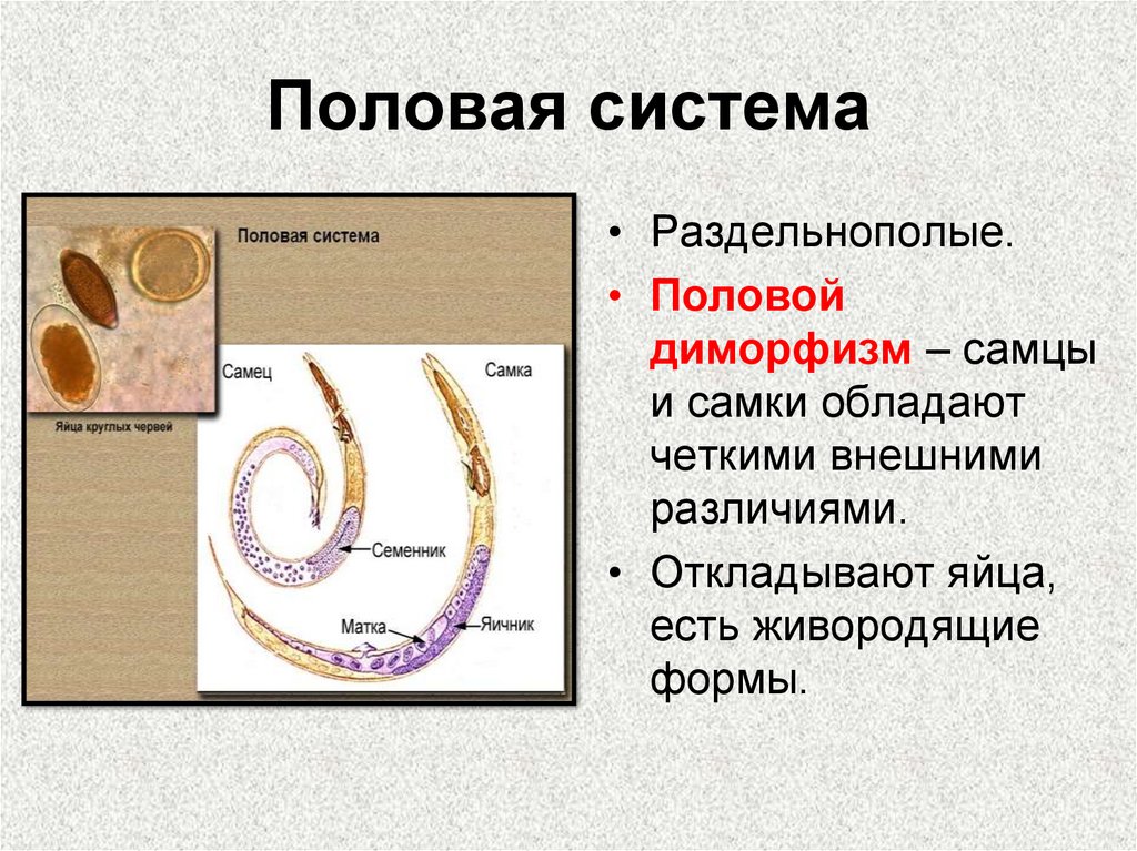 Наличие половый. Круглые черви черви раздельнополые. Половая система раздельнополые. Половой диморфизм круглых червей. Размножение круглых червей.