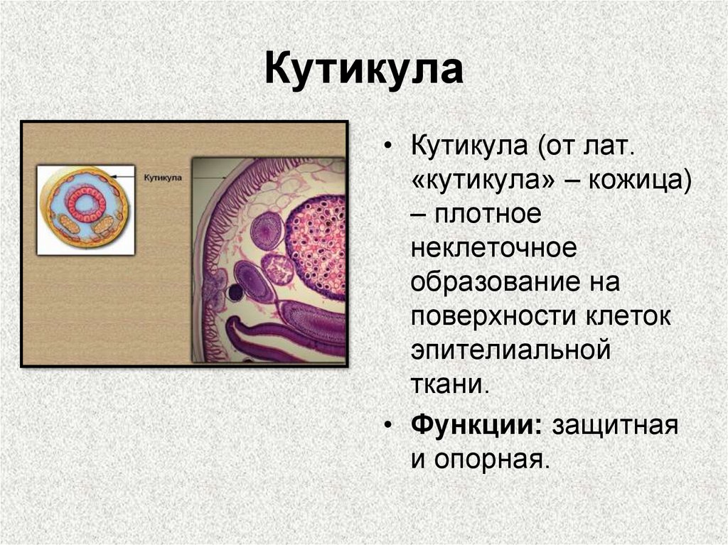 Кутикула у червей