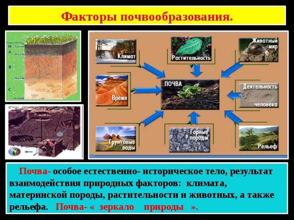 Почва 6 класс география презентация