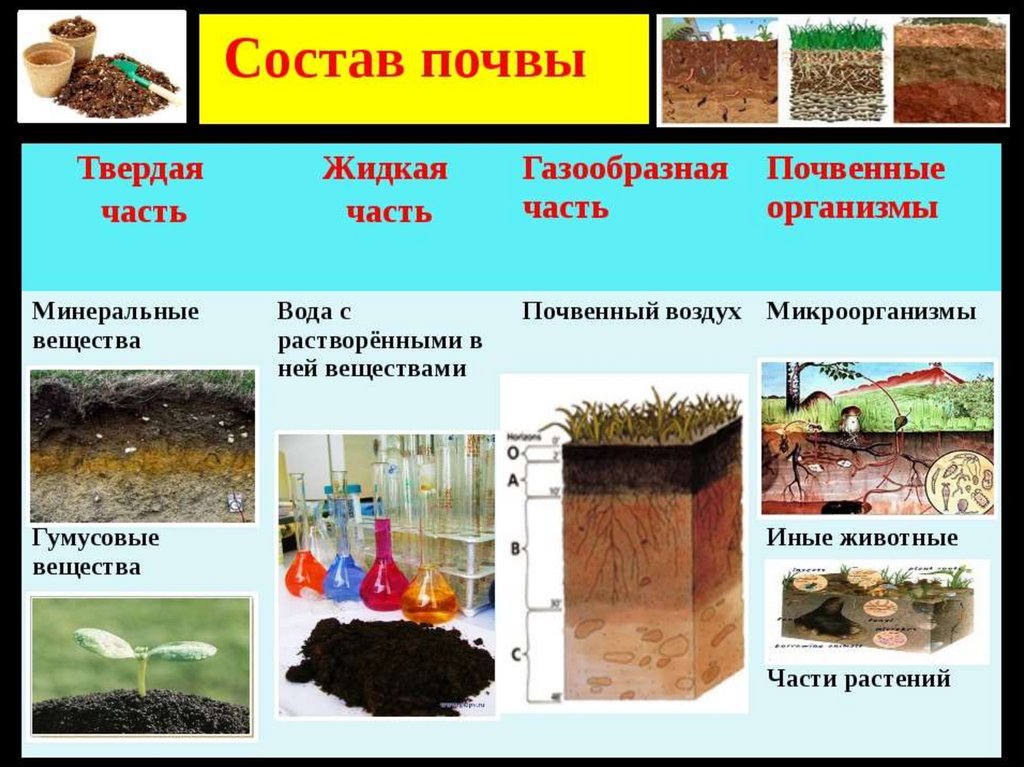 Почва это какое вещество. Структура почвы 5 класс биология. Состав почвы. Состав почвы схема. Почва состав почвы.