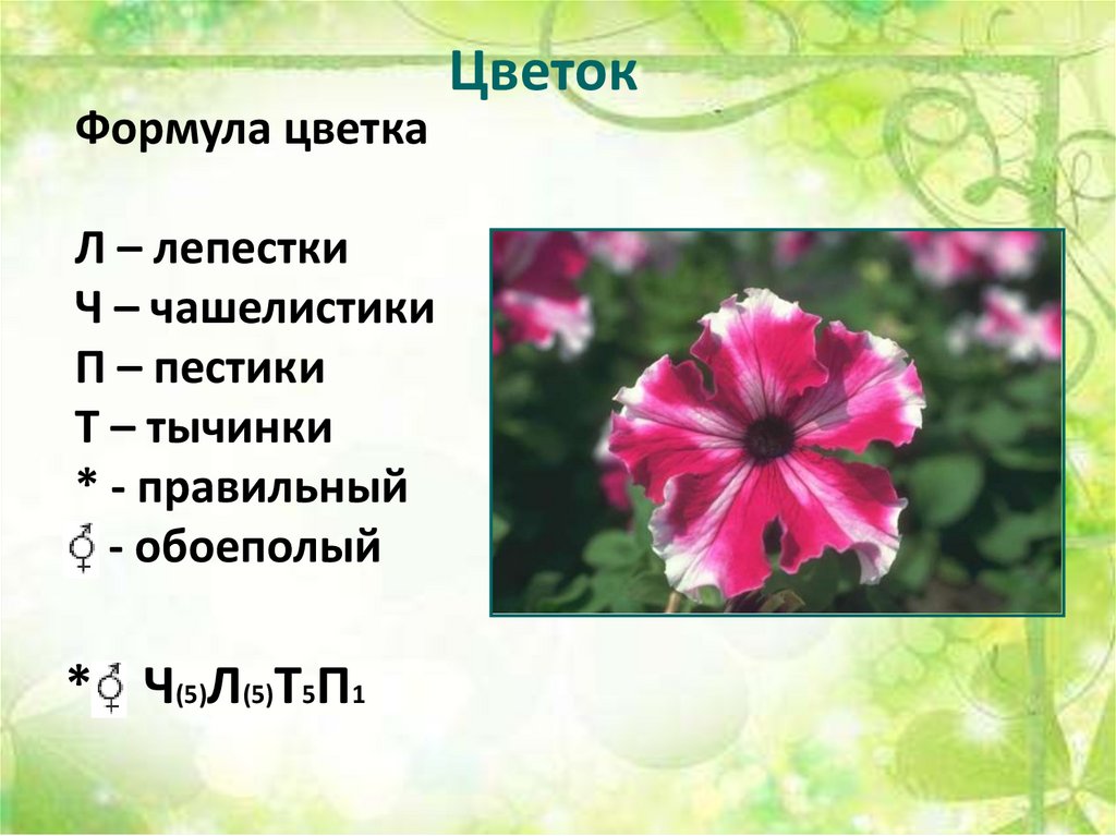 Проект семейство пасленовые 6 класс по биологии