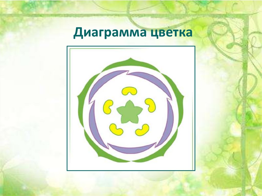 Формула пасленовых. Пасленовые растения диаграмма цветка. Диаграмма цветков семейства Пасленовые. Семейство Пасленовые диаграмма цветка. Диаграмма цветка пасленовых схема.