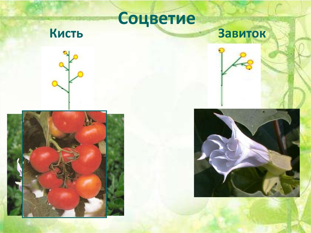 Соцветие пасленовых. Соцветие кисть Пасленовые. Соцветие завиток Пасленовые. Тип соцветия пасленовых. Какое соцветие у пасленовых.