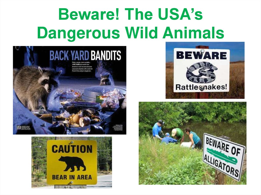 Beware! The USA’s Dangerous Wild Animals