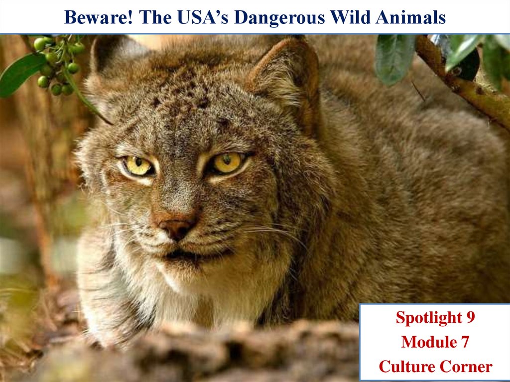Beware! The USA's Dangerous Wild Animals - презентация онлайн