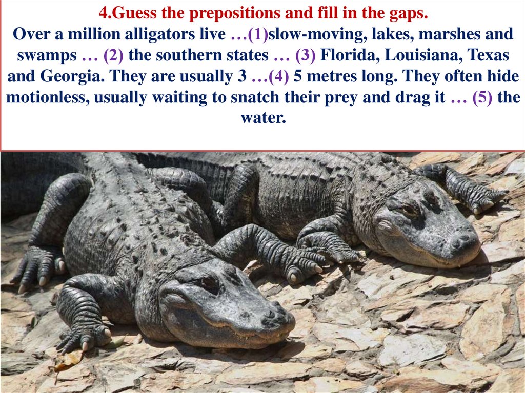 4.Guess the prepositions and fill in the gaps. Over a million alligators live …(1)slow-moving, lakes, marshes and swamps … (2)