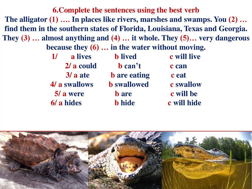 6.Complete the sentences using the best verb The alligator (1) …. In places like rivers, marshes and swamps. You (2) … find