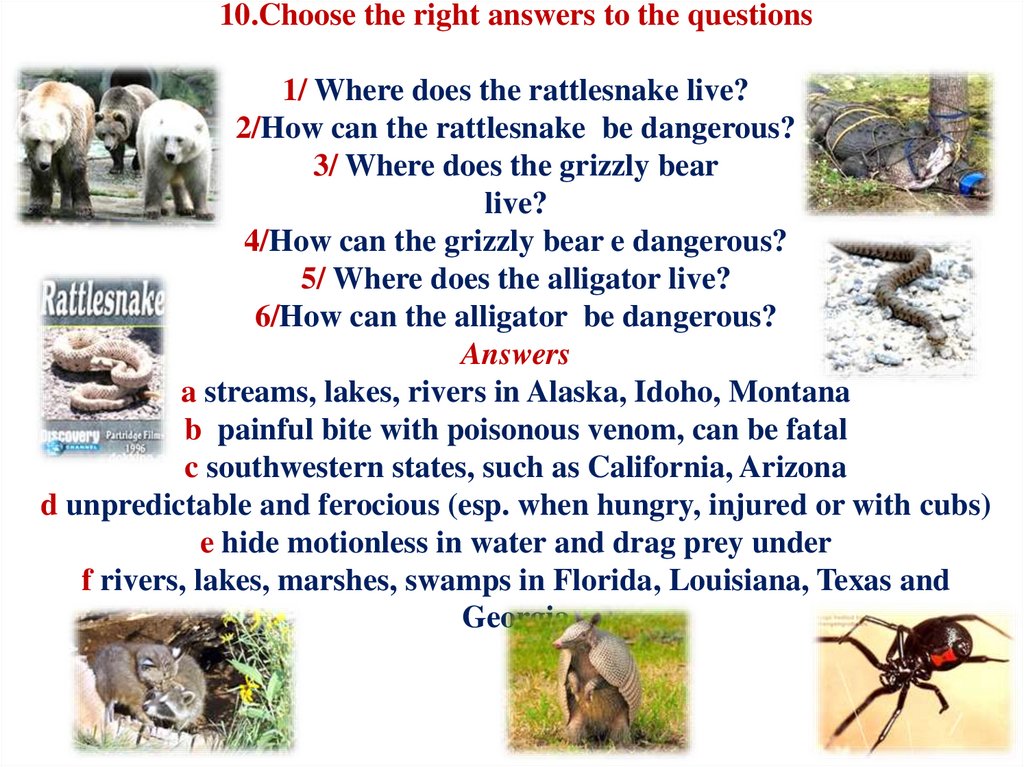 10.Choose the right answers to the questions 1/ Where does the rattlesnake live? 2/How can the rattlesnake be dangerous? 3/
