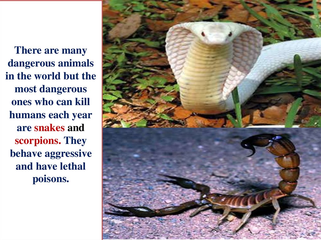There are many dangerous animals in the world but the most dangerous ones who can kill humans each year are snakes and