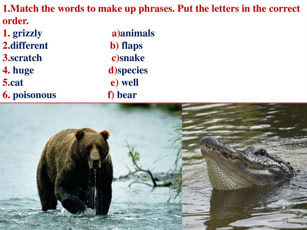 1.Match the words to make up phrases. Put the letters in the correct order. 1. grizzly a)animals 2.different b) flaps 3.scratch