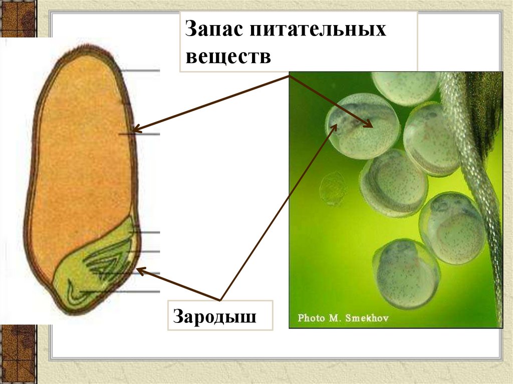 Где находится запас питательных. Запасают питательные вещества. Зачем живые организмы запасают питательные вещества. Живой зародыш семени. Запас питательных веществ в клетке.