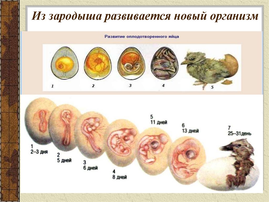 Формы развития плода. Фазы развития зародыша курицы. Зародыш эмбрион плод стадии. Стадии развития эмбриона. Плодный период развития зародыша.
