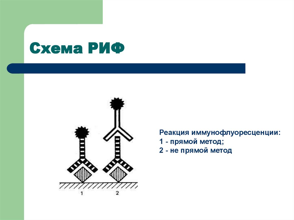 Схема риф микробиология