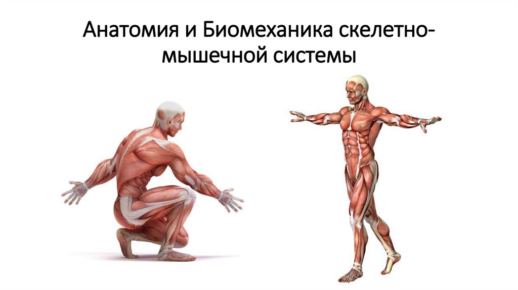 Тело мс. Биомеханика анатомия. Анатомия и биомеханика мышц. Анатомия биомеханика физиология. Анатомия человека мышцы биомеханика.