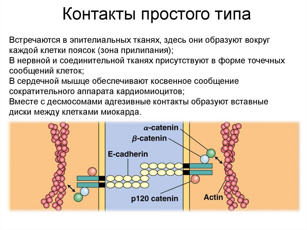Взаимосвязь между клетками и органами. Типы межклеточных контактов в эпителиальных тканях. Межклеточное пространство. Межклеточный контакт простого типа. Простые контакты клеток.