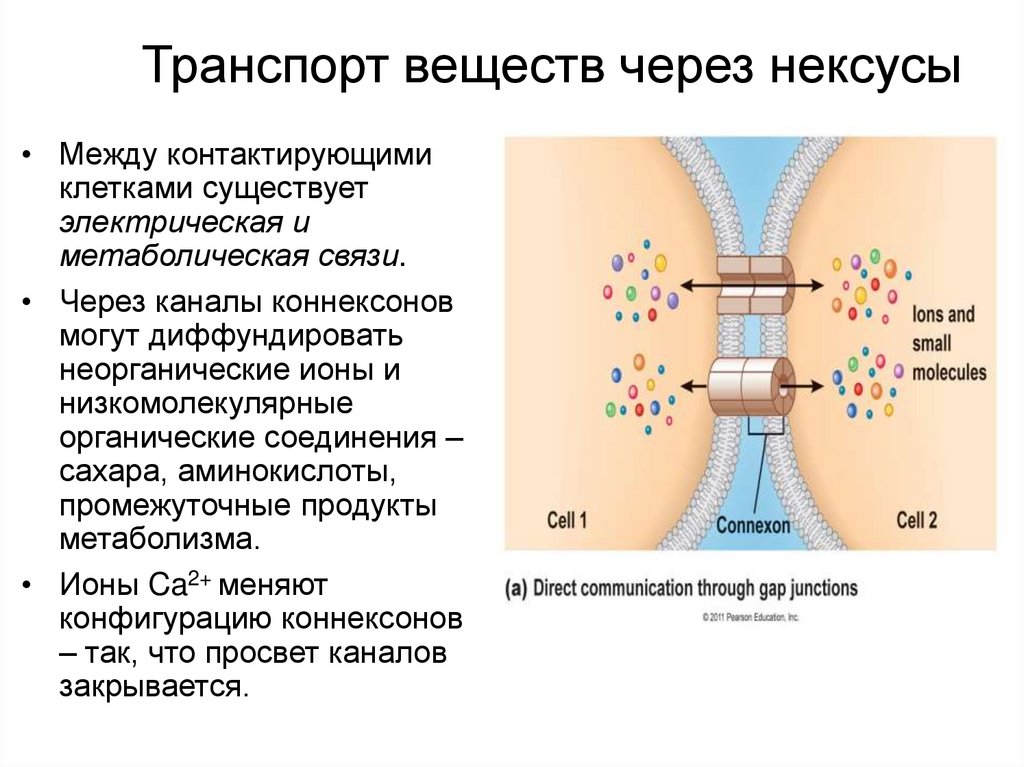 Взаимосвязь между клетками и органами. Межклеточные соединения (контакты). Строение межклеточных контактов. Схема строения межклеточных контактов. Связь между клетками.