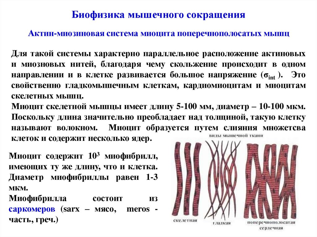 Актин ткань. Биофизика мышечного сокращения. Сокращение мышечной клетки. Сокращение мышечной ткани. Мышечная клетка миоцит.