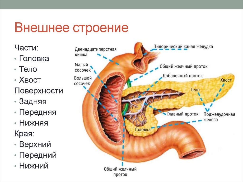 Изгиб поджелудочной железы. Строение 12 перстной кишки поджелудочная. Поджелудочная железа анатомия структура. Поджелудочная и 12 перстная кишка. Строение 12 перстной кишки анатомия.