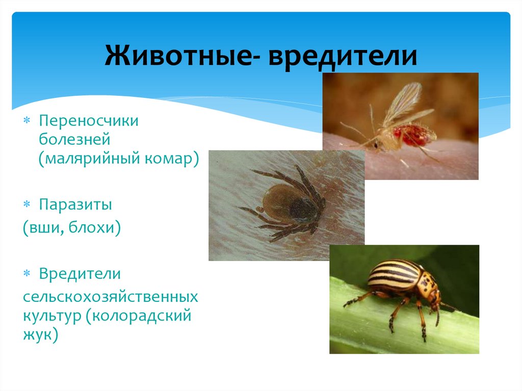 Вредители сельского хозяйства. Животные вредители. Животных вредителей сельского хозяйства. Животные вредители вредители сельского хозяйства. Какие животные вредители сельского хозяйства.