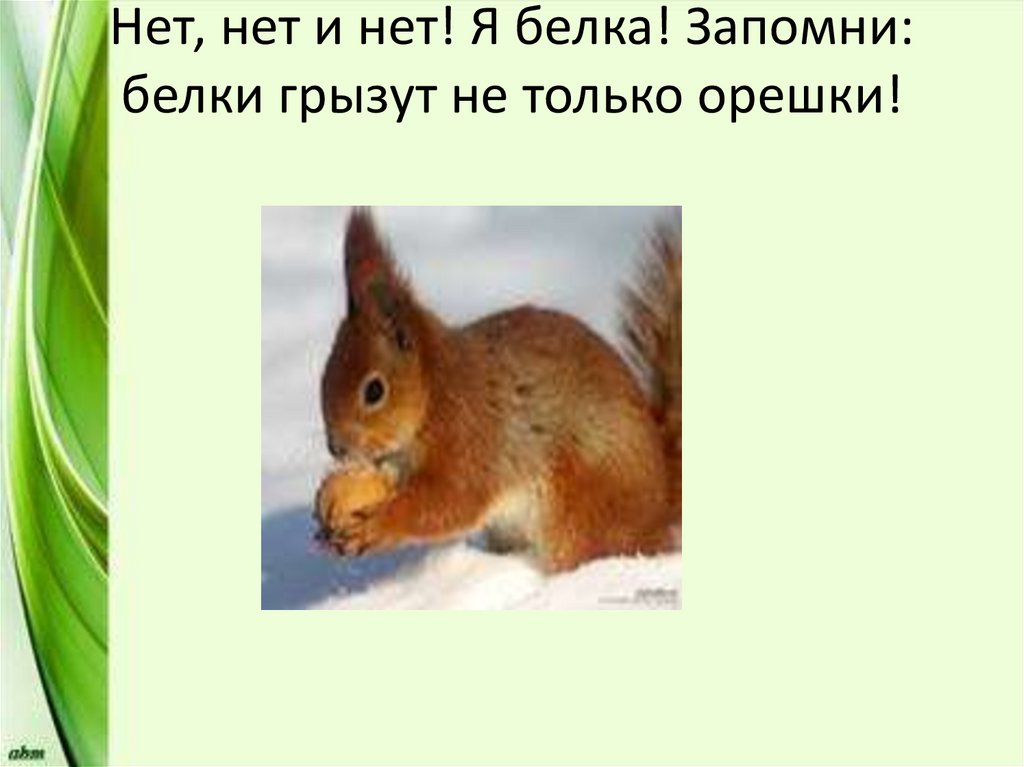 Нет, нет и нет! Я белка! Запомни: белки грызут не только орешки!