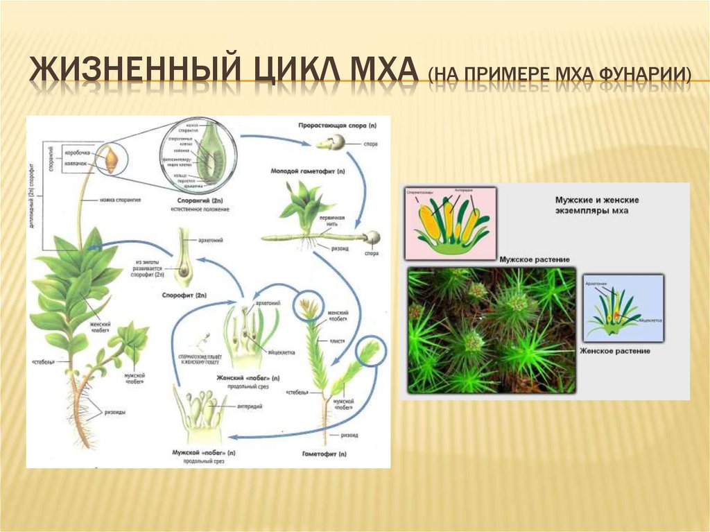 Поколение моховидных. Жизненный цикл мха фунарии. Мох фунария строение. Отдел Моховидные мхи жизненный цикл. Отдел мохообразные жизненный цикл.