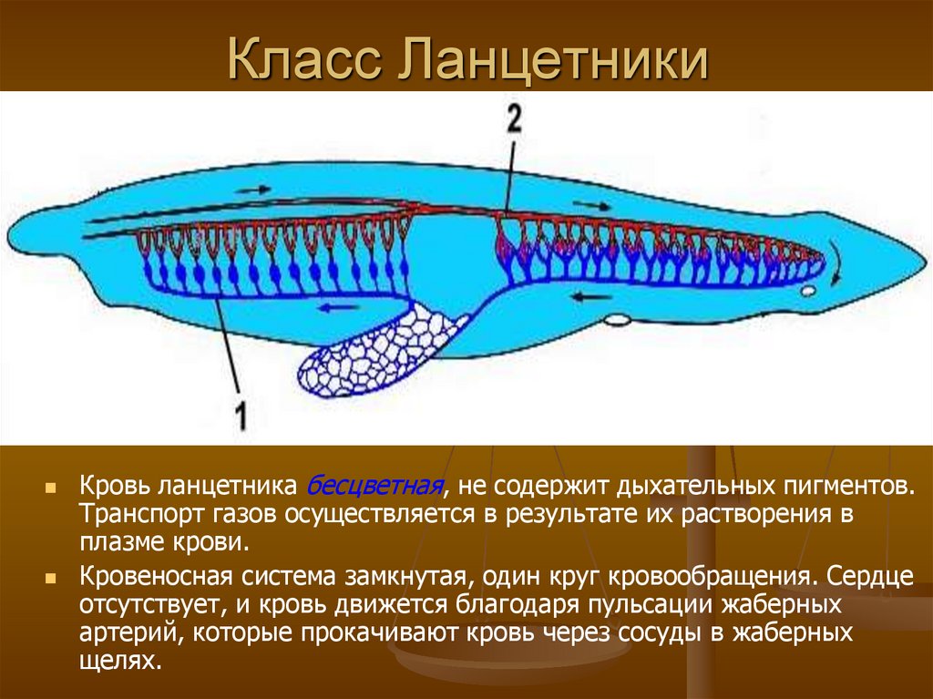 Дыхание ланцетника