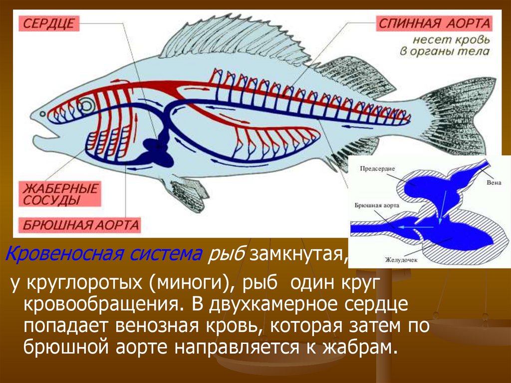 Окраска рыбы на брюшной и спинной. Кровеносная система рыб у рыб 1 круг. Брюшная аорта у рыб. Кровеносная система рыб кровь венозная. Кровеносная система рыбы венознаяткров.