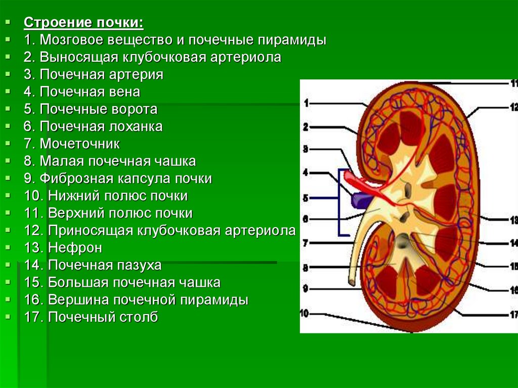 На рисунке 2 изображено строение почки. Внутренне строение почки анатомия. Анатомические структуры почки 8. Строение почки по цифрам. Строение почки анатомия дольки.