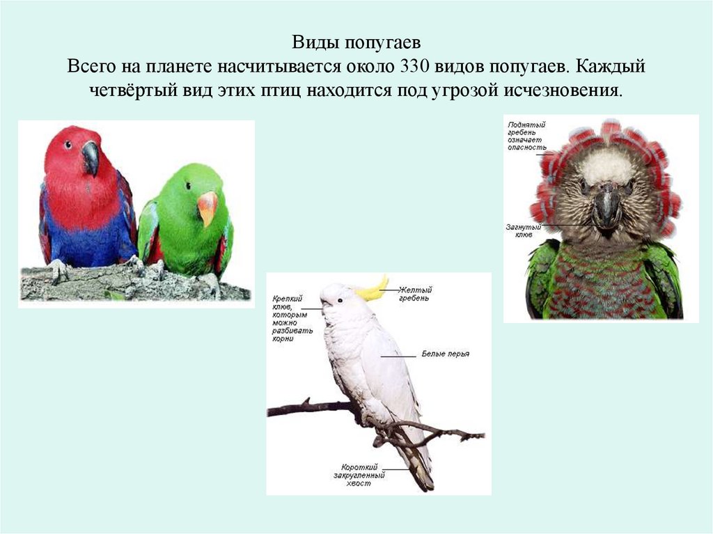 Слово попугай на английском. Виды попугаев. Презентация на тему попугай. Попугай для презентации. Все виды видов попугая.