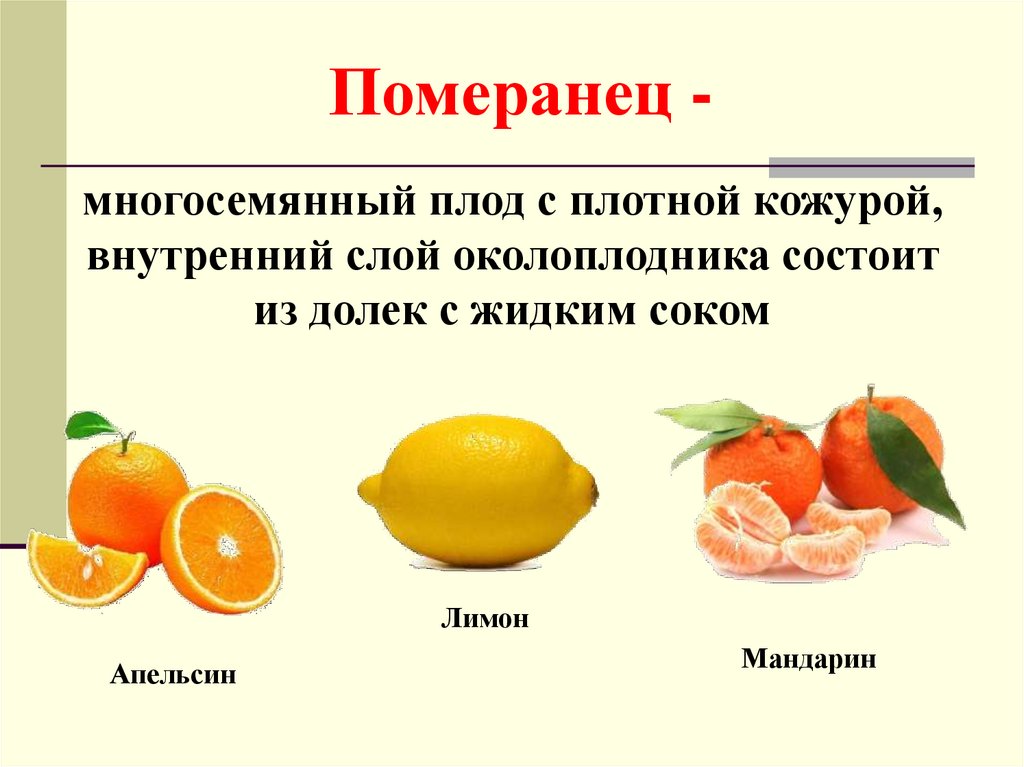 Плод определение. Померанец плод цитрусовых. Померанец плод цитрусовых описание. Сочные плоды померанец. Померанец Тип плода.